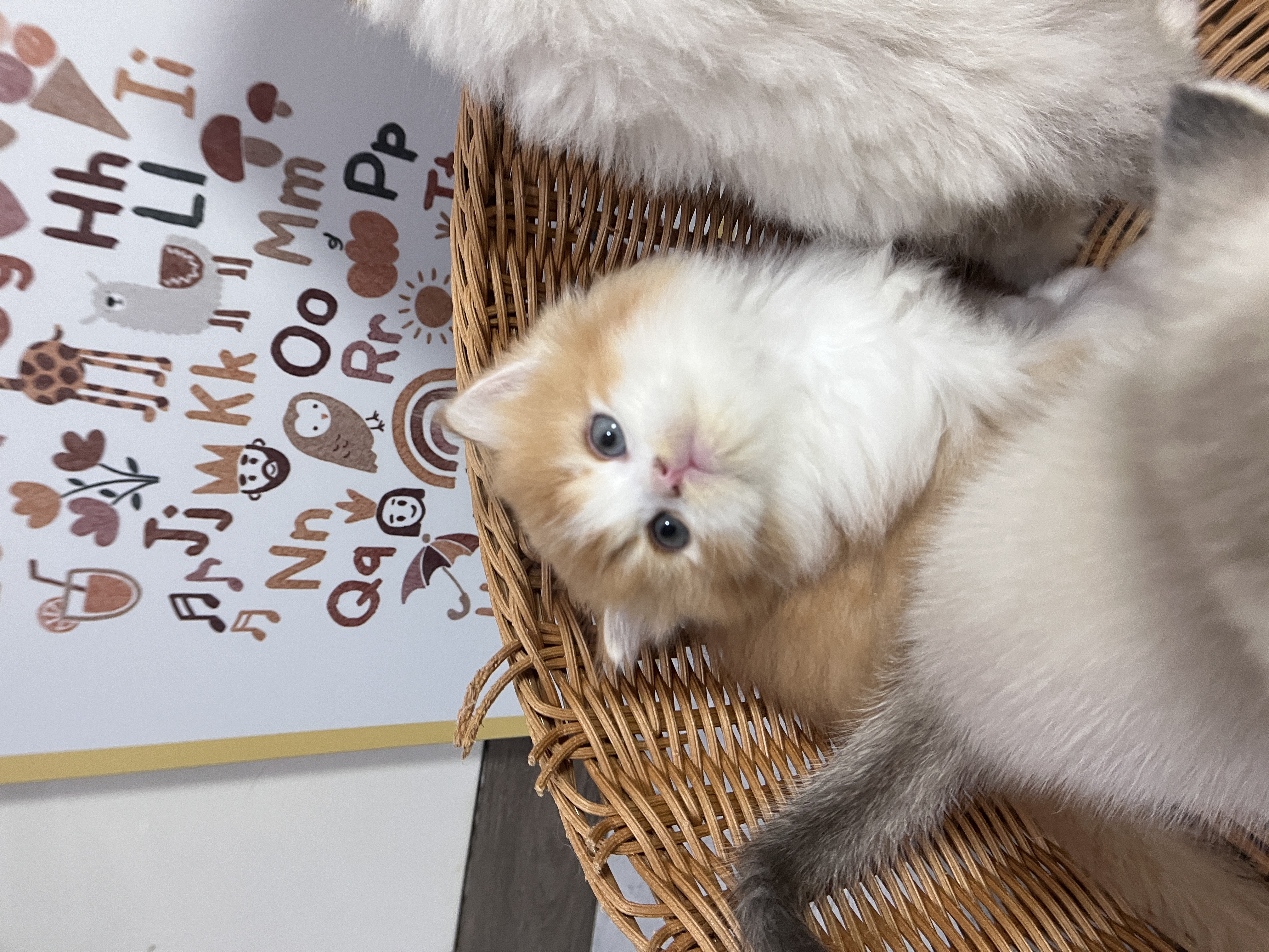 金加白长毛猫
